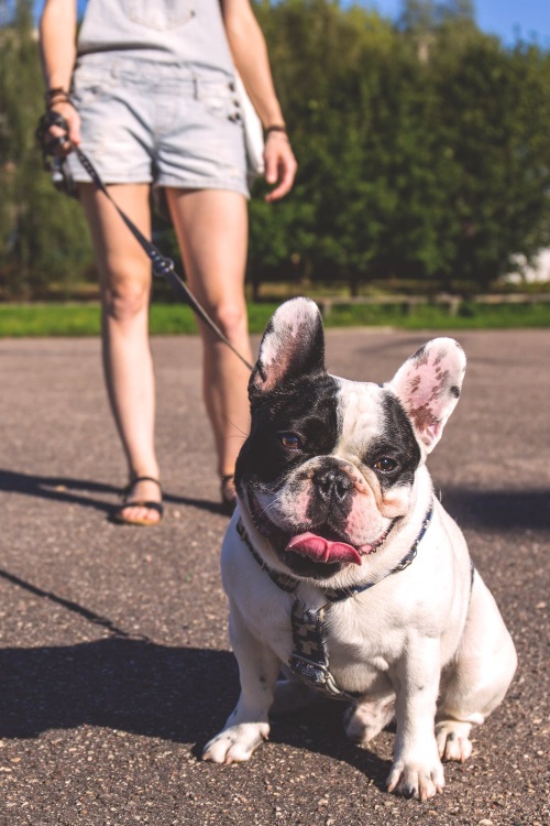 Dog on Lead
